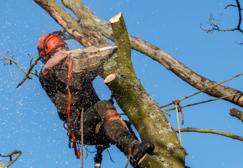 Tree Felling