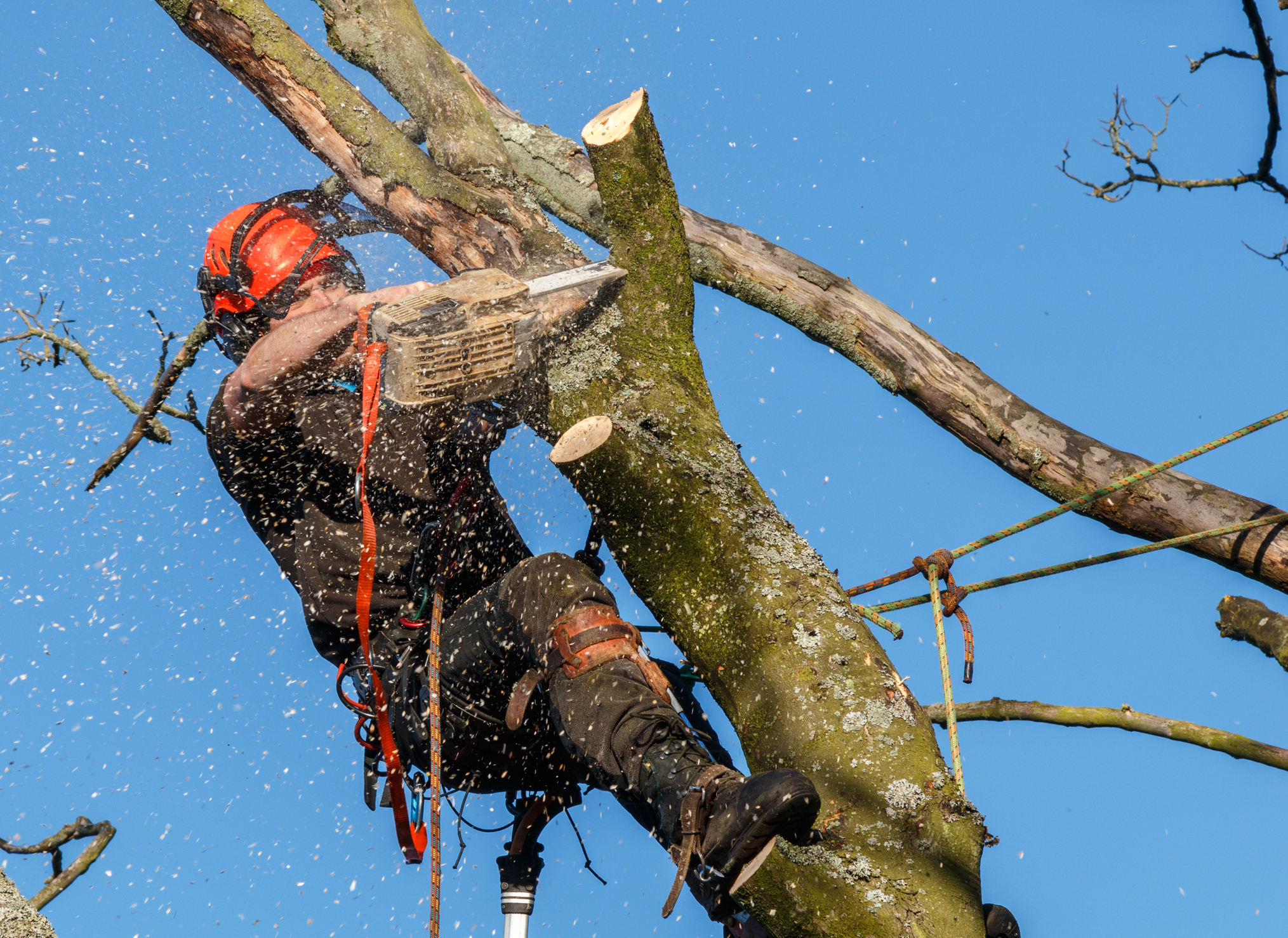 Tree Felling